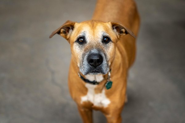 Histoire et origines du chat Maine Coon