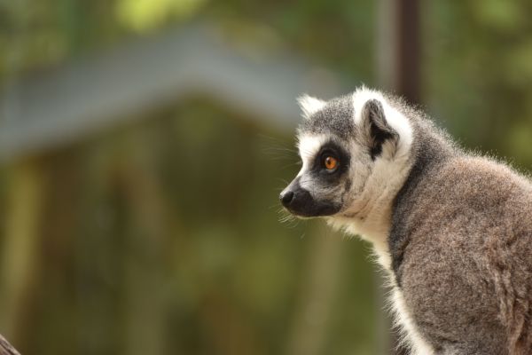 Destinations de choix pour l'observation des lémuriens