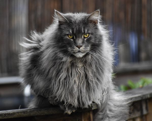 Histoire et origines du chat Maine Coon