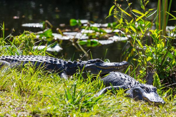 Influence de l'alimentation sur la taille et la santé des crocodiles