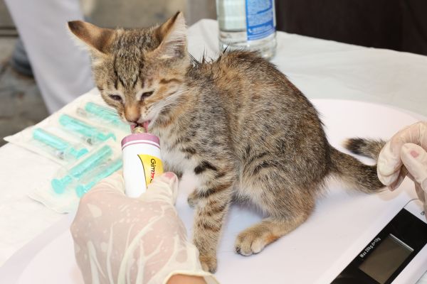 L'alimentation du chaton : bien la choisir pour sa santé