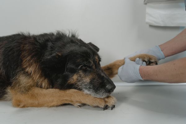 L'arthrite canine : causes, symptômes et traitements