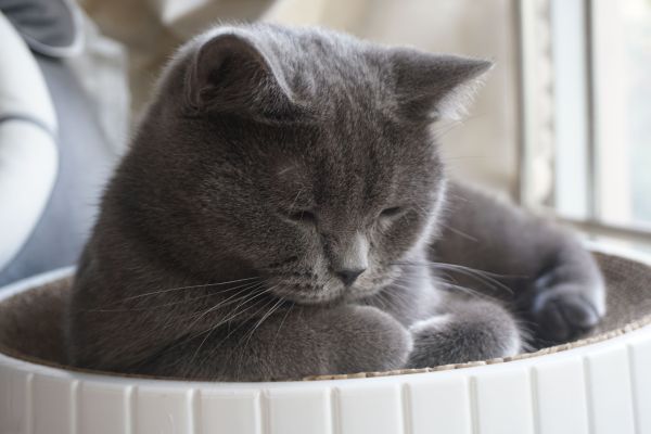 Les 10 plus belles races de chatons en images