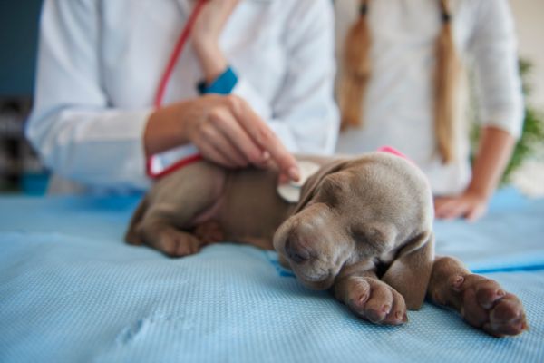 Les maladies cardiaques chez le chien : symptômes et traitement