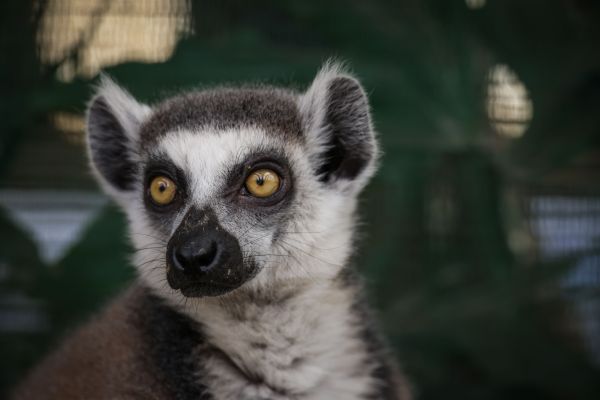 Portrait détaillé du lémurien